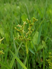 Scirpus pendulus