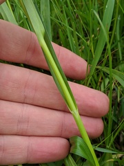 Scirpus pendulus