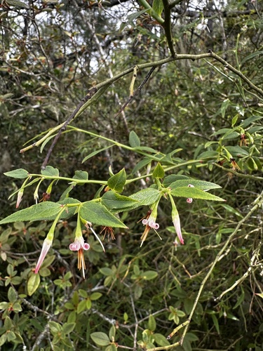 Vaccinium japonicum iNat (2)