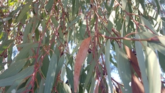 Eucalyptus sideroxylon