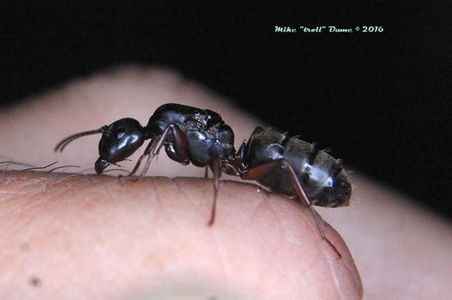 iNaturalist observation photo of Western Black Carpenter Ant