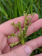 Scirpus pendulus