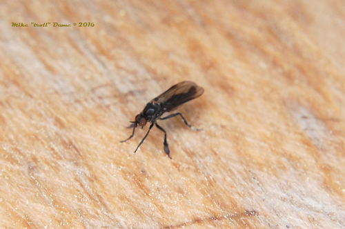 iNaturalist observation photo of Balloon Flies