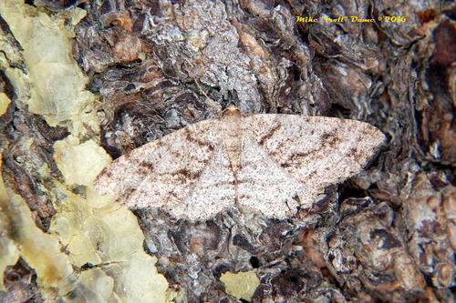 iNaturalist observation photo of Western Carpet