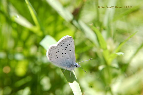 iNaturalist observation photo of Icaricia