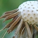 Common Dandelion - Photo (c) jonathan_mack, some rights reserved (CC BY-NC), uploaded by jonathan_mack