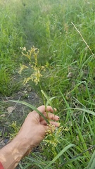 Scirpus pendulus