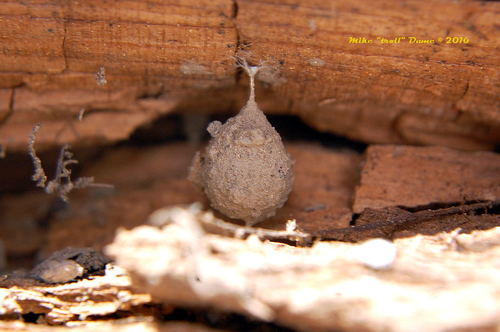 iNaturalist observation photo of Ants, Bees, and Stinging Wasps