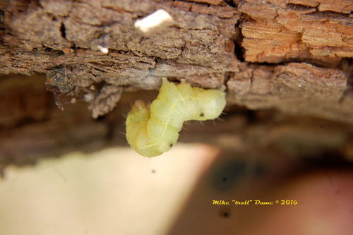 iNaturalist observation photo of Butterflies and Moths