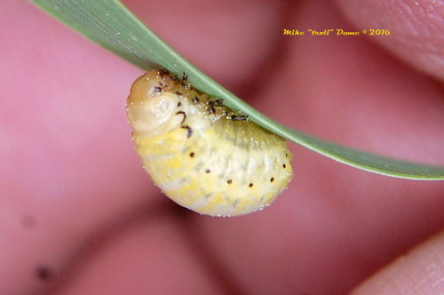iNaturalist observation photo of Leaf Beetles