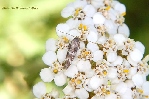 iNaturalist observation photo of Butterflies and Moths
