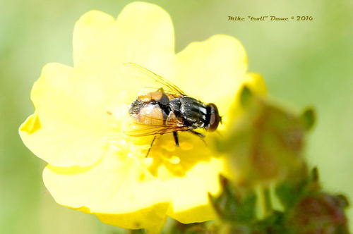 iNaturalist observation photo of Face fly