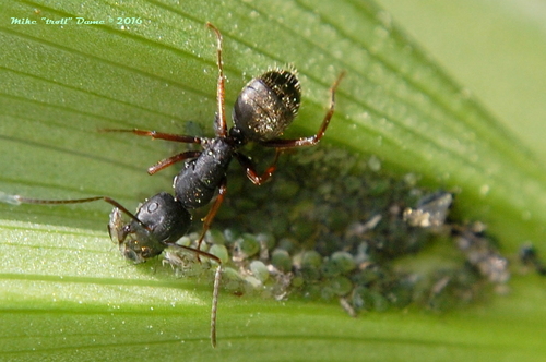 iNaturalist observation photo of Aphids