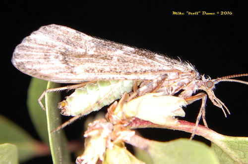 iNaturalist observation photo of Lenarchus