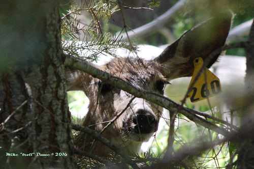 iNaturalist observation photo of Mule Deer