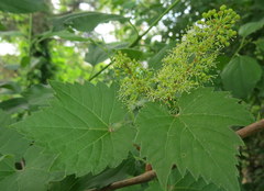 Vitis riparia