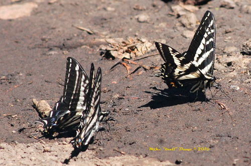 iNaturalist observation photo of Pale Swallowtail