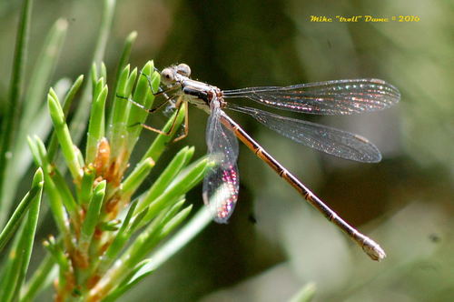 iNaturalist observation photo of Spotted Spreadwing