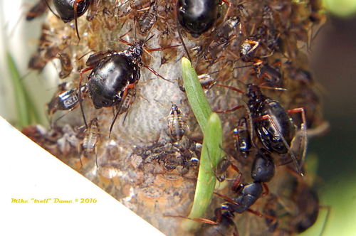 iNaturalist observation photo of Western Black Carpenter Ant