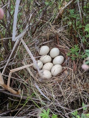 Anas platyrhynchos platyrhynchos