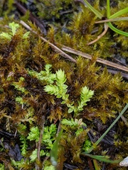 Selaginella eclipes