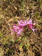 Clarkia concinna concinna