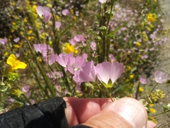 Sidalcea calycosa