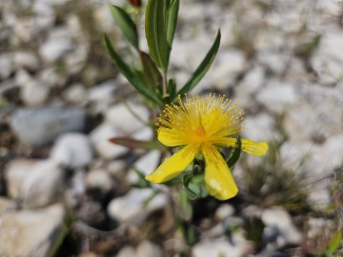 Image of Hypericum kalmianum by (c) Robert Stegmann, some rights reserved (CC BY)