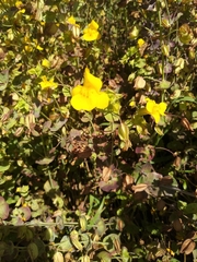 Erythranthe glaucescens