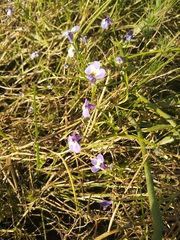 Downingia ornatissima