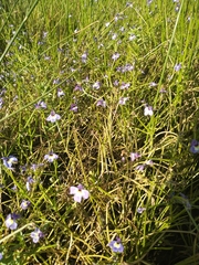 Downingia ornatissima