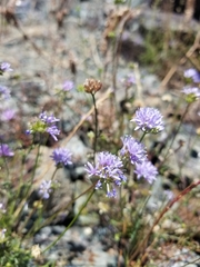 Gilia capitata capitata