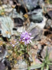Gilia capitata capitata