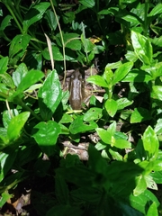 Lithobates brownorum