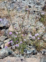 Gilia capitata capitata
