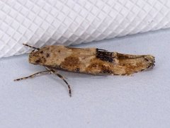 Mompha stellella