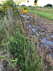 Rudbeckia texana