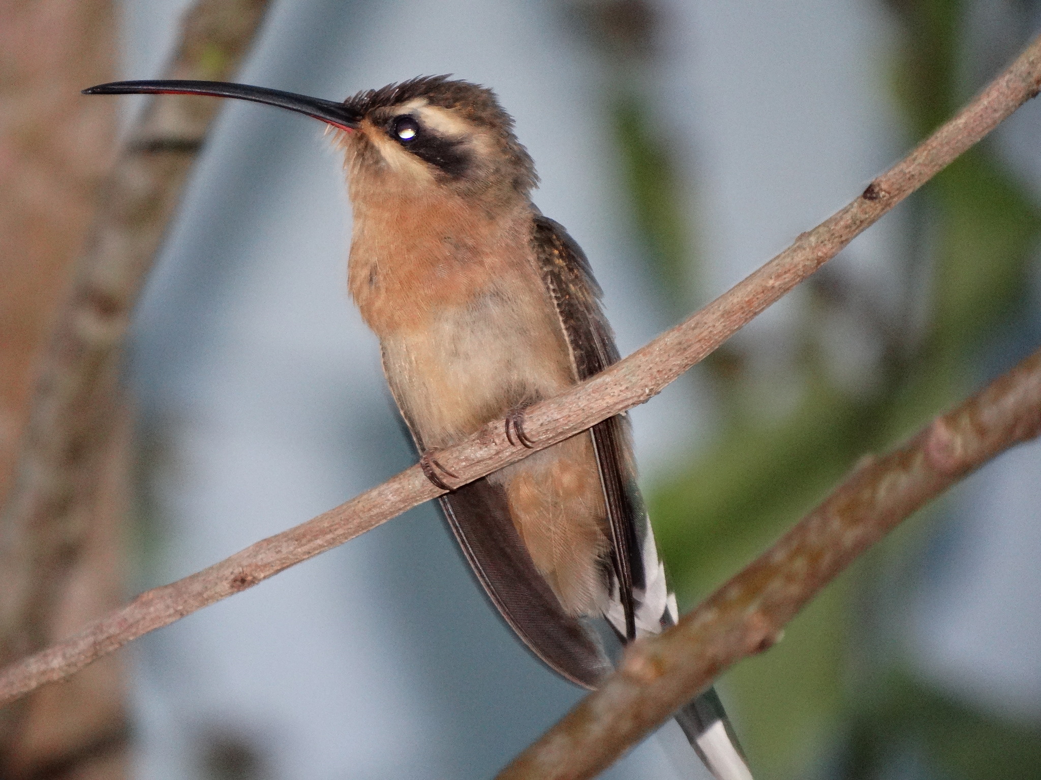 File:Phaethornis pretrei Planalto Hermit; Itapira, São Paulo