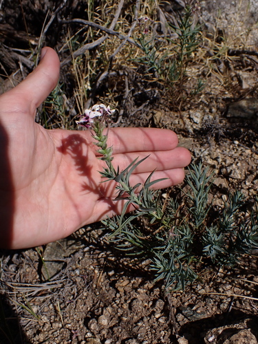 Image of Arjona Longifolia (Arjona longifolia) by (c) Nolan Exe, some rights reserved (CC BY)