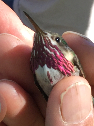 iNaturalist observation photo of Calliope Hummingbird