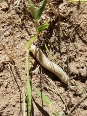 Proserpinus clarkiae