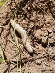 Proserpinus clarkiae