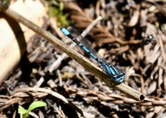 Enallagma annexum
