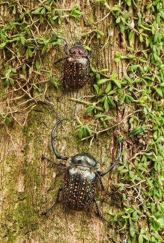 ゲストロテナガコガネ (Cheirotonus gestroi) · iNaturalist