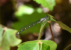 Enallagma annexum