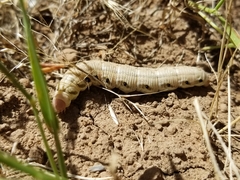 Proserpinus clarkiae