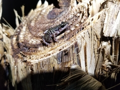 Eleutherodactylus leprus