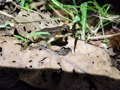 Lithobates juliani