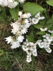 Deutzia