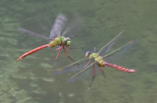 Comet Darner photographed in Arkansas